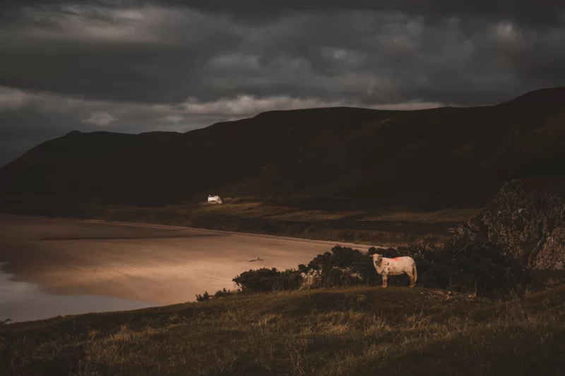 shoreline with cow in foreground