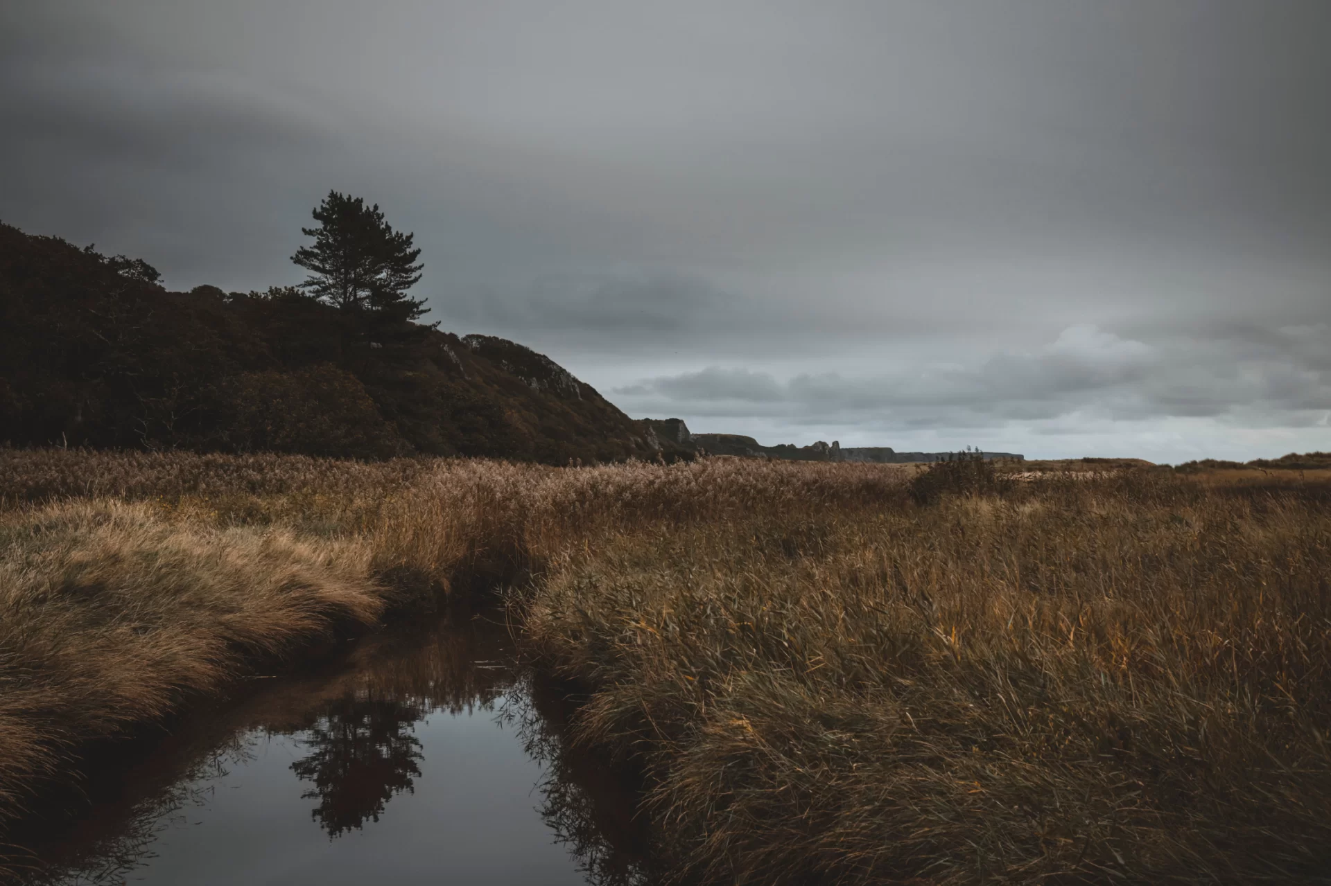 Gower